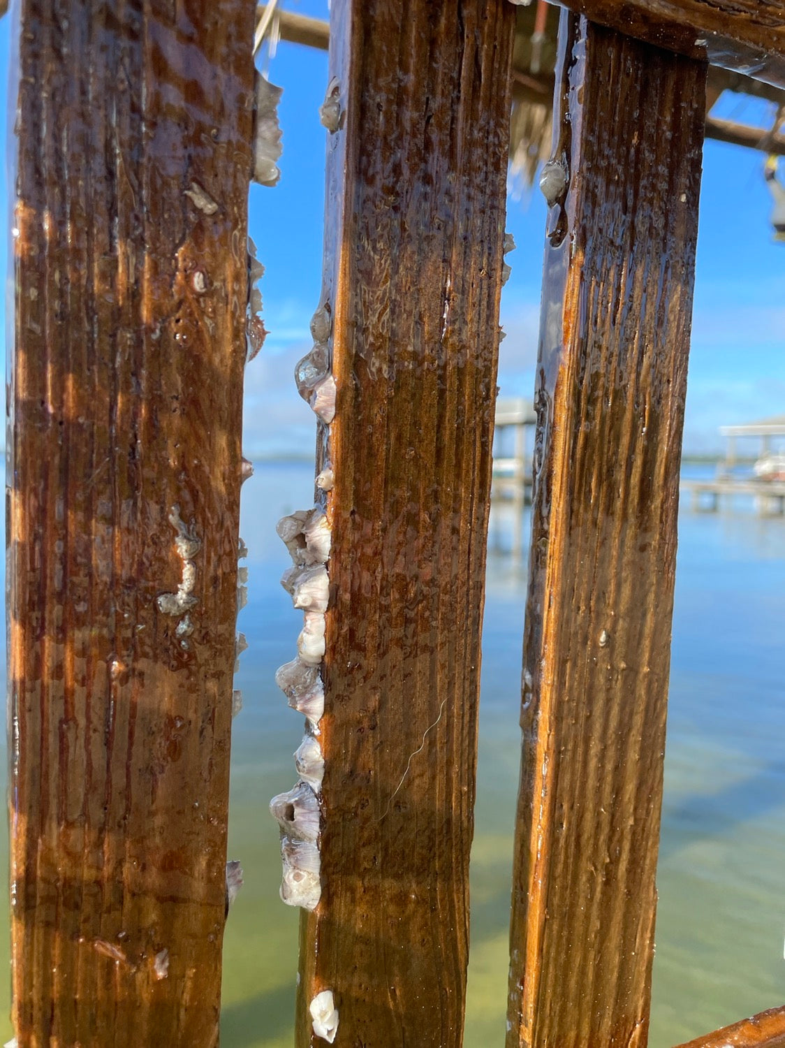 epoxy resin lobster trap art dazzling driftwood